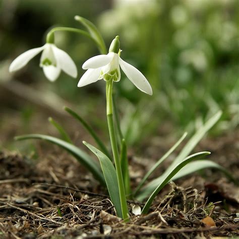 Species Of Uk Week Common Snowdrop Galanthus Nivalis