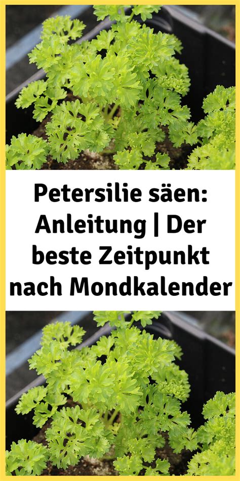 Petersilie säen Anleitung Der beste Zeitpunkt nach Mondkalender