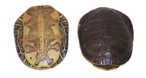 Shell - Turtle - Biologyproducts.com