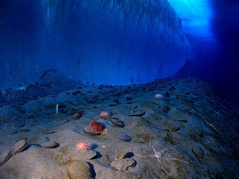 Ice Wall Sea Floor Antarctica Cold Ocean Water Marine Explorer S