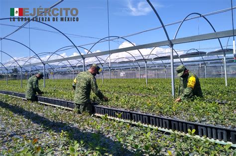 Sedenamx On Twitter Tropas Del Ej Rcitomexicano Pertenecientes A La