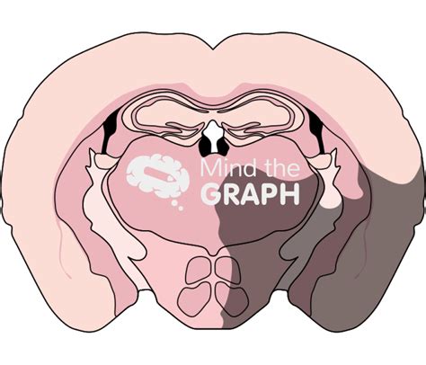 mouse brain section   quadrant front cut icons symbols