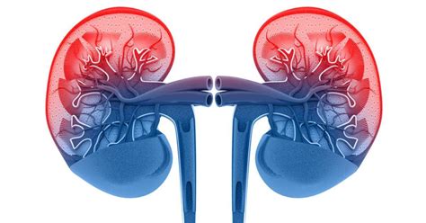 Acute Kidney Injury Aki American Kidney Fund