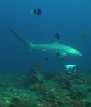 THE THRESHER SHARK RESEARCH & CONSERVATION PROJECT