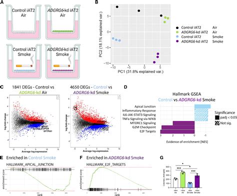 The Copd Gwas Gene Adgrg Instructs Function And Injury Response In