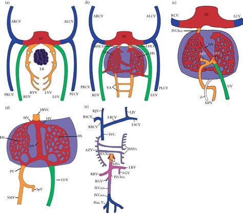 The Fetal Venous System Part I Normal Embryology Anatomy Hemodynamics Ultrasound Evaluation