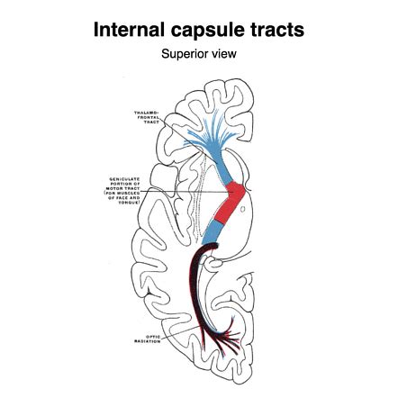 Internal Capsule Fibers