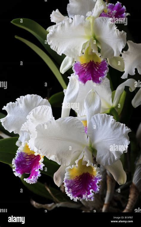 Cattleya Leaves Hi Res Stock Photography And Images Alamy