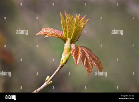 Sycamore Tree Leaves Hi Res Stock Photography And Images Alamy