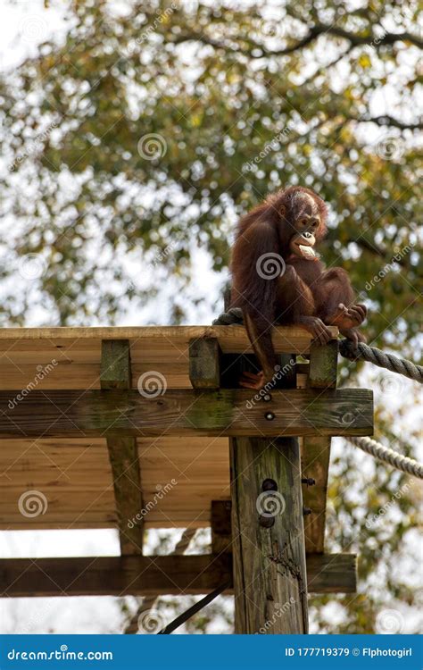 Bornean Orangutan Is Sitting On A Platform In A Tree At The Atlanta Zoo