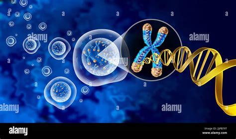 Chromosomen Gen Fotos Und Bildmaterial In Hoher Auflösung Alamy