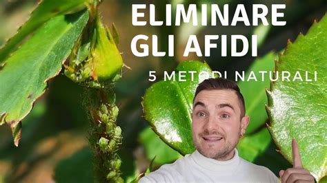 Come Eliminare Gli Afidi Con Rimedi Naturali Metodi Efficaci Youtube