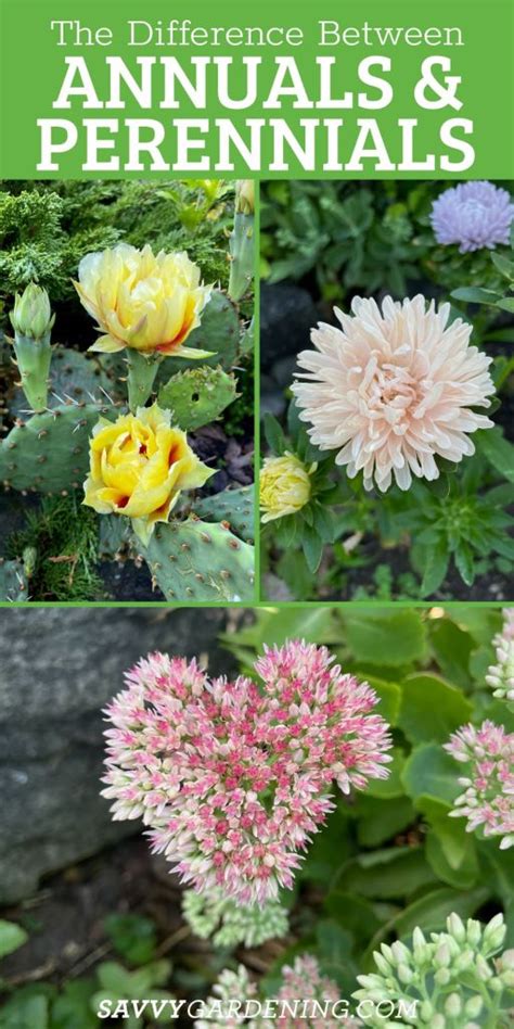 Annual vs Perennial Plants: Understanding the Differences