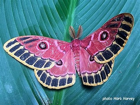 Bunaeopsis Jacksoni Saturniidae Zambia Africa Photo Mark Harvey