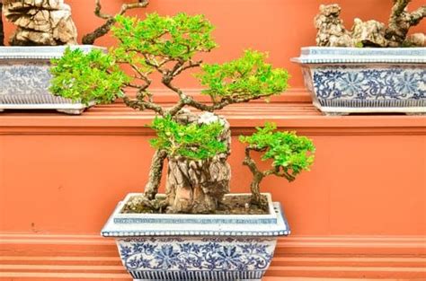 Come Curare I Bonsai Ficus Ginseng Mondo Bonsai