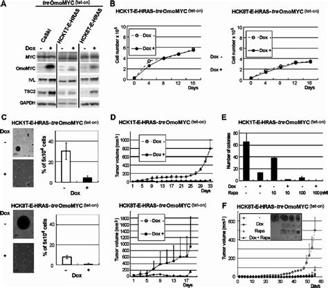 Inhibition Of MYC And Or MTOR Pathway Repressed Tumorigenic Potential