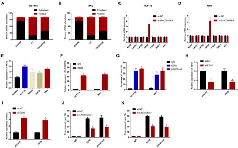 LINC00538 Inhibits NKD2 Expression By Binding To EZH2 A Detection Of