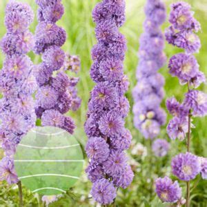 Delphinium Elatum Highlander Purple Surprise Walter Blom Plants B V