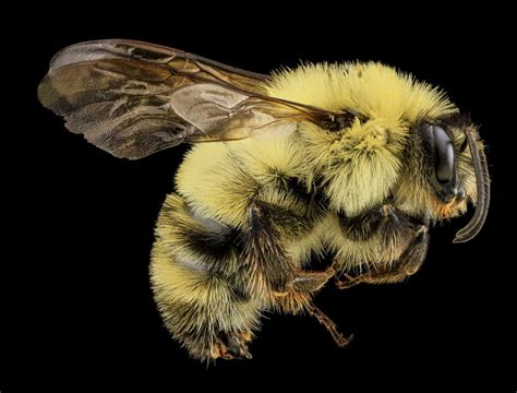 Bumble Bees Florida Wildflower Foundation