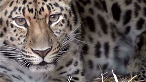 Are zoos helping endangered species? - CNN Video