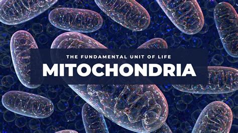 Mitochondria The Fundamental Unit Of Life Class 9 Chapter 5