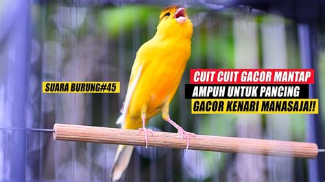 SUARA BURUNG 45 Kenari GACOR PANJANG Cocok Untuk Masteran KENARI