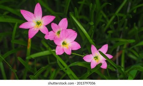 1,186 Zephyranthes rosea Images, Stock Photos & Vectors | Shutterstock