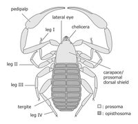 Pseudoscorpion