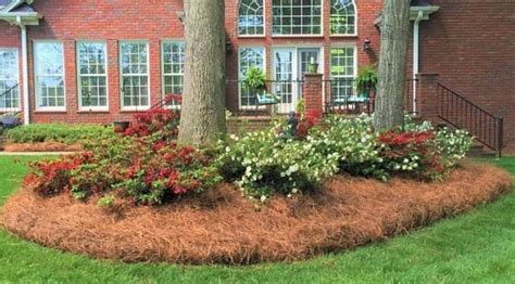 25 Pine Straw Landscape Ideas To Lush Your Garden