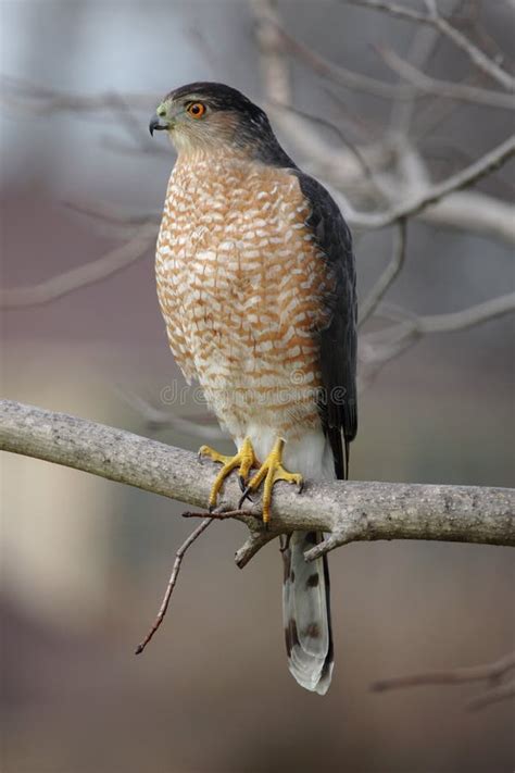 Cooper s Hawk stock photo. Image of prey, predator, nature - 32522962