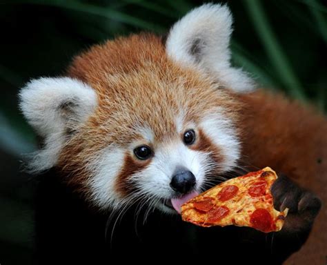 Mmmm Yummy Red Panda Red Panda Baby Red Panda Cute