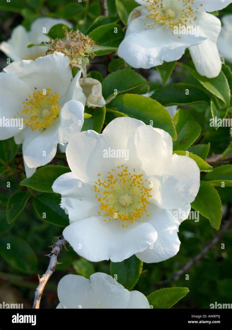 Cherokee Rose Rosa Laevigata Stock Photo Alamy