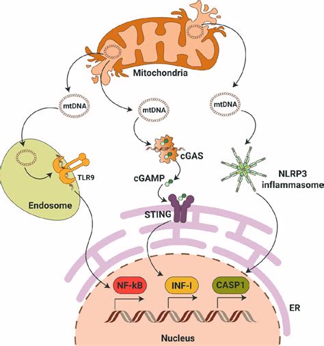 Mitochondrial Dna Triggers Pro Inflammatory Signaling Pathways