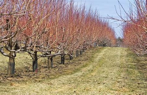 Pomi Fructiferi Tratamente Cu Ulei Horticol Agrohelp