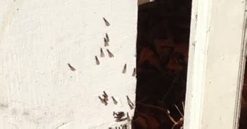 Berkeley Butterfly Blog: Nuptial Flight of the Termites Today