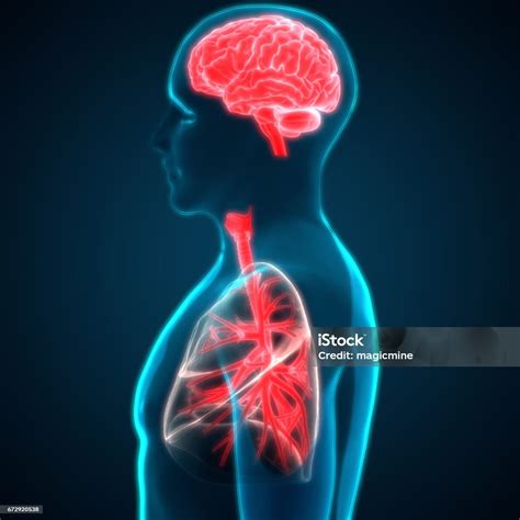 organ manusia paruparu  anatomi otak ilustrasi stok