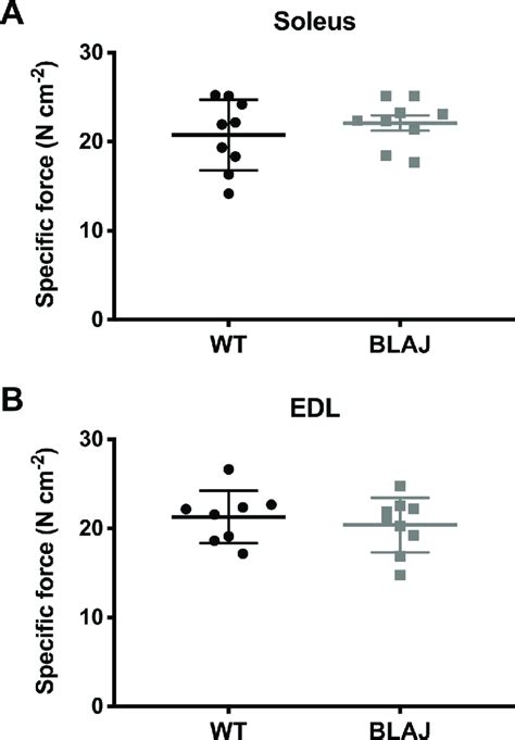 Maximum Tetanic Force From Wt And Blaj Mice Aged 10 Months A Soleus