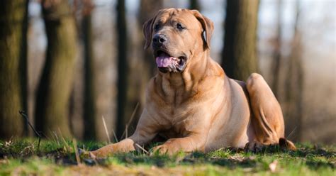 Ra As De Cachorro As Mordidas Mais Fortes Do Mundo