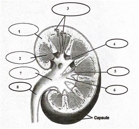 układ wydalniczy nerka ren Diagram Quizlet