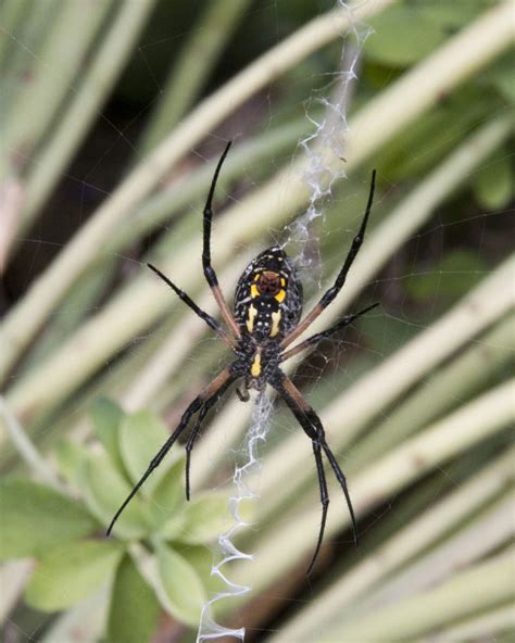 dar a entender Kilómetros lb araña negra con puntos amarillos