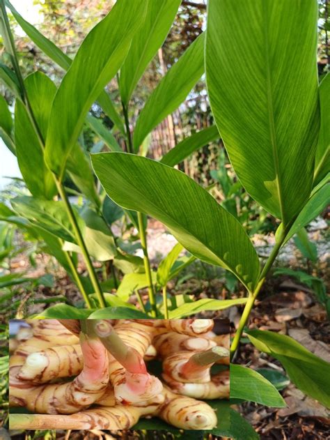 Greater Galangal Kha — Alpinia Galanga Also Known As Thai Galangal