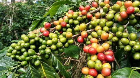 Klasifikasi Dan Morfologi Tanaman Kopi Lengkap