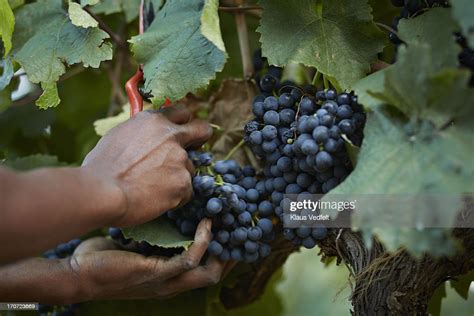 Grapes Getting Cut Off Vine High Res Stock Photo Getty Images