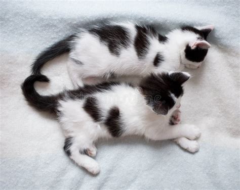 Two Black And White Kittens Lie Side By Side On A Light Blanket Stock