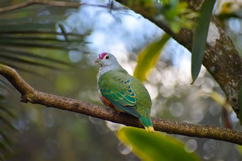 Rose-crowned Fruit Dove (Ptilinopus regina) - ZooChat