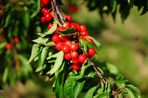 Kostenlose Foto Baum Natur Ast Frucht Beere Blatt Blume Reif