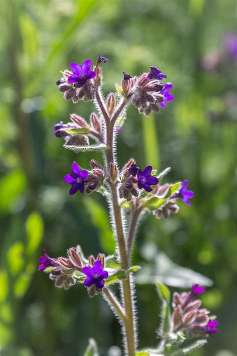 Anchusa officinalis - Изображение особи - Плантариум
