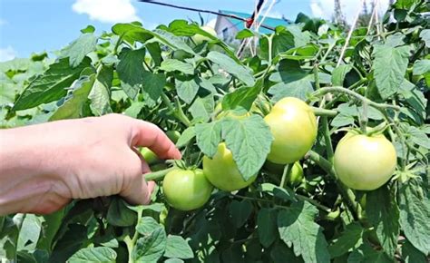 Faut Il Retirer Les Feuilles Des Pieds De Tomates Conseils Professionnels