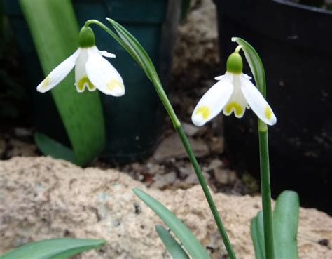 Snowdrop varieties worth growing in your garden