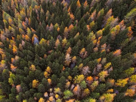 Autumn Trees Aerial View Paint Autumn Forest 4k Wallpaper | TOPpng